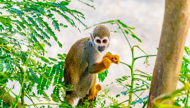 Monkeyland – Half-Day Guided Tour with Transfers - Photo 2